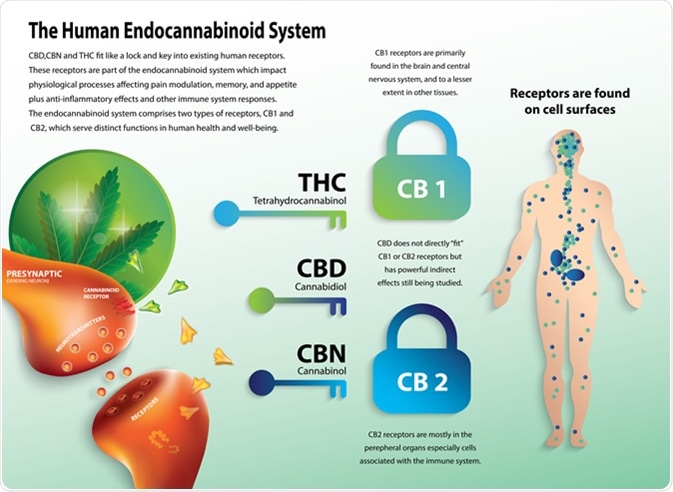 The human endocannabinoid system. Image Credit: Wut.ti.kit / Shutterstock
