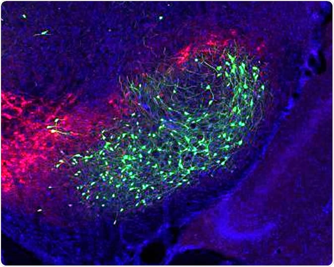 A cluster of basal ganglia output neurons (green) that convey emotion information to the movement circuit to control action. Dopaminergic neurons (red) are also present in the image. Image Credit: Salk Institute / Shutterstock