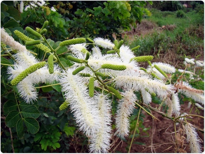 Brazilian plant extract fights Candidiasis