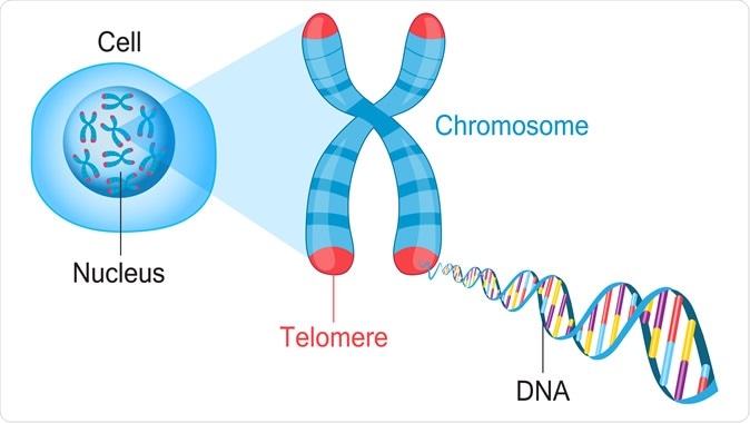 Telomeres are protective caps on the end of chromosomes. Cell, chromosome and DNA vector illustration. Credit: Fancy Tapis / Shutterstock