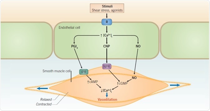 Nitric oxide-mediated vasodilation