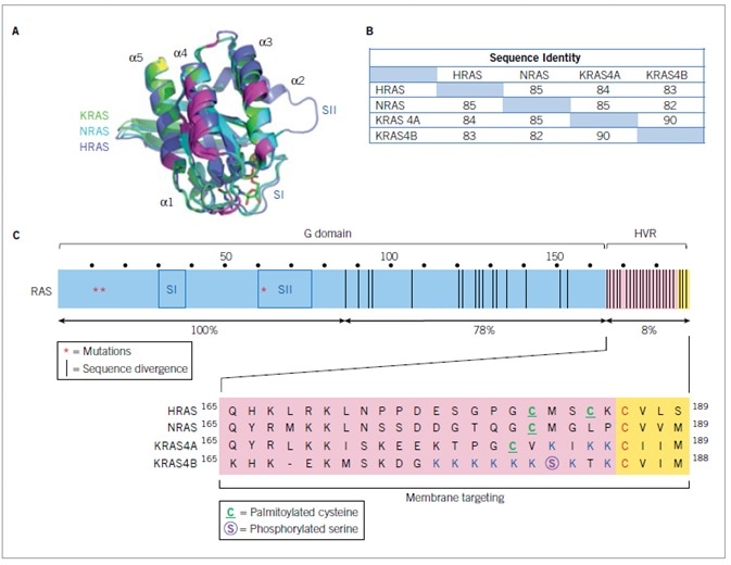 Human RAS proteins