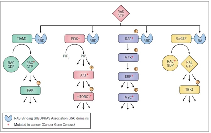 RAS effectors