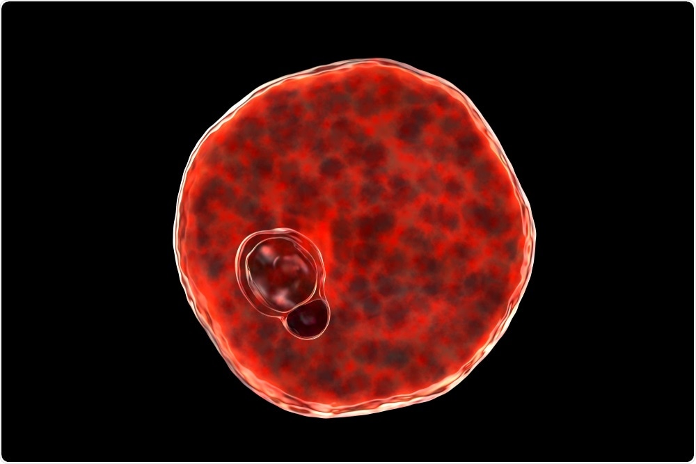 Plasmodium vivax inside red blood cell.