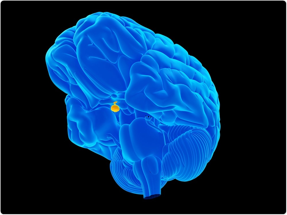 Oxytocin is released from the pituitary gland
