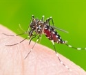 Dengue antibody may block the spread of Zika virus in vulnerable areas of the body