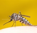 UK surveillance identifies traces of West Nile virus in mosquitoes
