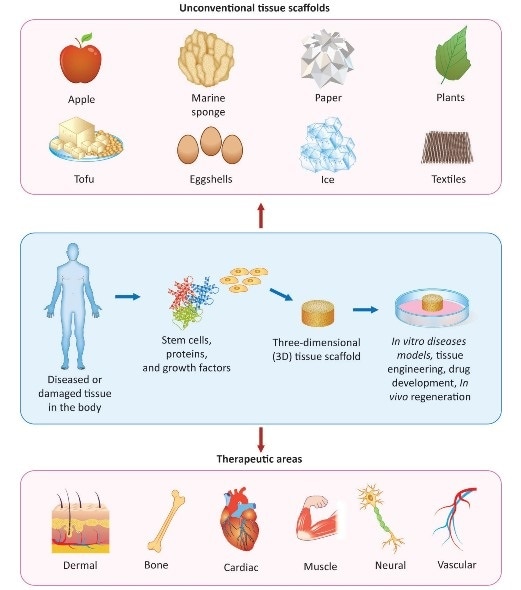 Using everyday materials as tissue scaffolds