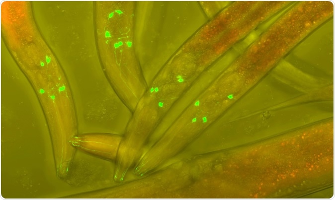 Caenorhabditis elegans, a free-living, transparent nematode (roundworm), about 1 mm in length. Image Credit: Heiti Paves / Shutterstock