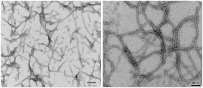 TEM of 2N4R P301S PFFs (SPR-329) (L) and K18 P301L PFFs (SPR-330) (R).
