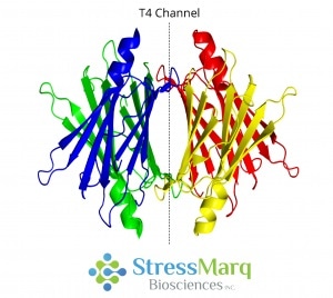 Transthyretin Tetramer with T4 Thyroxine Binding Channel