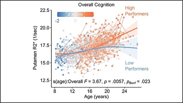 Brain iron needed for healthy cognitive development, research suggests
