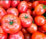 Investigating the Stability of Lycopene Formulations