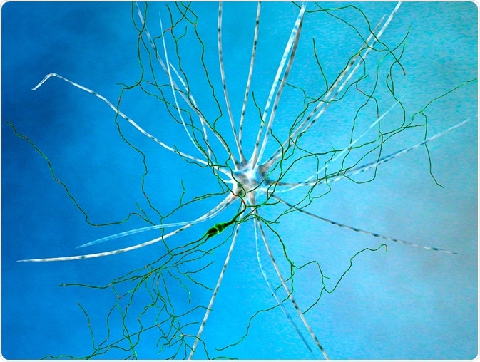 Dopaminergic neuron - Parkinson