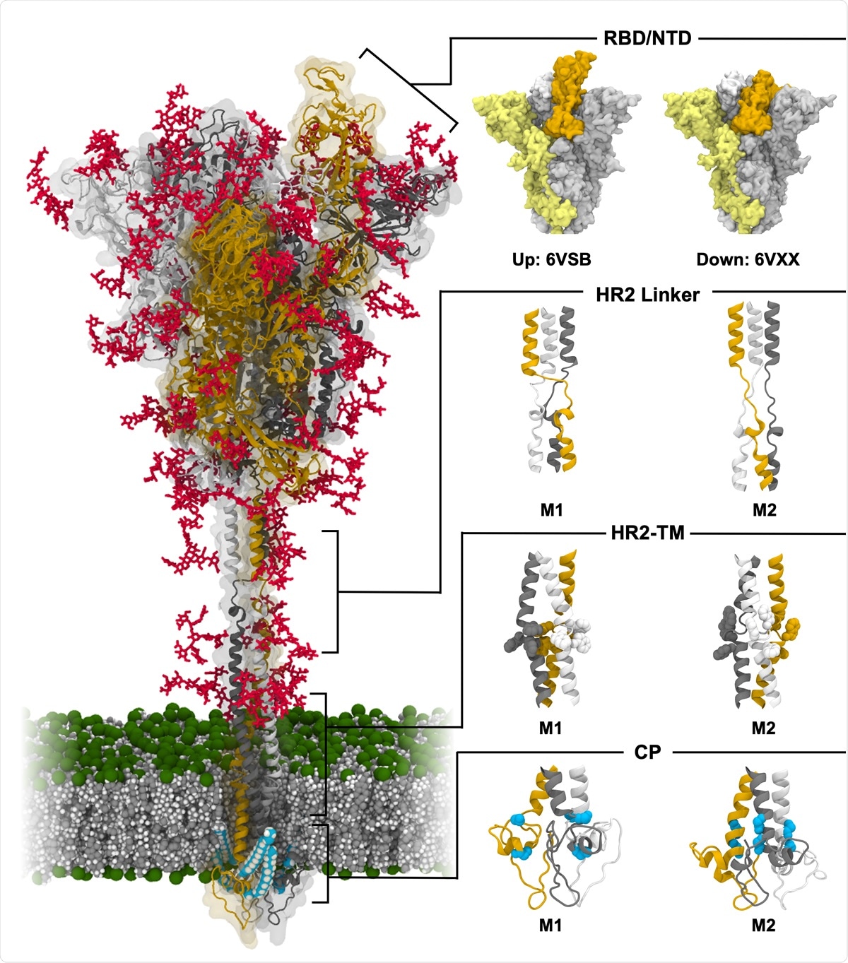 Model structure of fully-glycosylated full-length SARS-CoV-2 S protein in a viral membrane. A model structure of SARS-CoV-2 S protein is shown on the left panel. Two models for RBD/NTD, HR2 linker, HR2-TM, and CP are enlarged on the right panel. The three individual chains of S protein are colored in yellow, gray, and white, respectively, while glycans are represented as red sticks. The palmitoylation sites of S protein are highlighted in cyan. The phosphate, carbon, and hydrogen atoms of the viral membrane are colored in green, gray, and white, respectively. For clarity, water molecules and ions are omitted. All illustrations were created using Visual Molecular Dynamics (VMD)30.