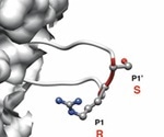 Proteolytic activation of the SARS-CoV-2 spike S1/S2 site