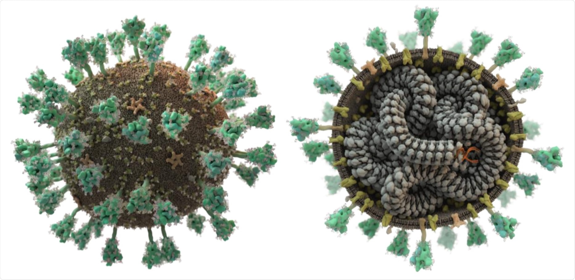 SARS-CoV-2 displays spike proteins (green) on its surface that recognise and bind to host cells; its lipid bilayer membrane also contains additional embedded membrane and envelope proteins (yellow and beige). The single-stranded RNA (orange) is intertwined in a helical fashion with the nucleocapsid (grey). This figure, however, shows only the transport form of the virus: once a cell is infected, additional viral proteins encoded by the viral RNA are produced that hijack the host cell in order to produce new virus particles. (Picture: Thomas Splettstößer /scistyle.com)