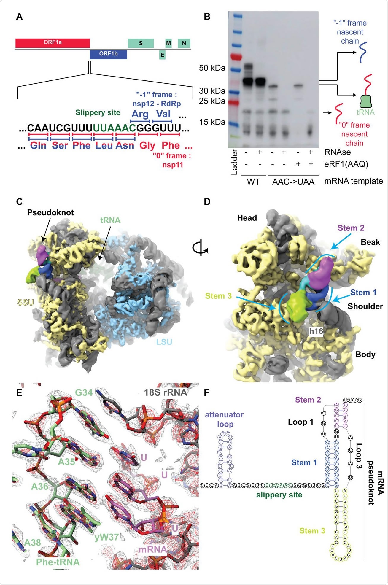 The SARS-Cov-2 pseudoknot interacts with the ribosome and pauses translation upstream of the slippery site. (A) Schematic of the SARS-CoV-2 main ORF. In the close up view of the frameshift event, codons and corresponding amino acids are shown. During -1 frameshifting, the ‘slippery site’ codons UUA (Leu) and AAC (Asn) are the last codons decoded in the 0 frame. Upon -1 frameshifting of the AAC codon to AAA, translation resumes at the CGG (Arg) triplet, where elongation proceeds uninterrupted to produce full-length Nsp12. (B) In vitro translation reaction depicting pausing at the frameshift site. Efficient frameshifting is observed for the WT template.