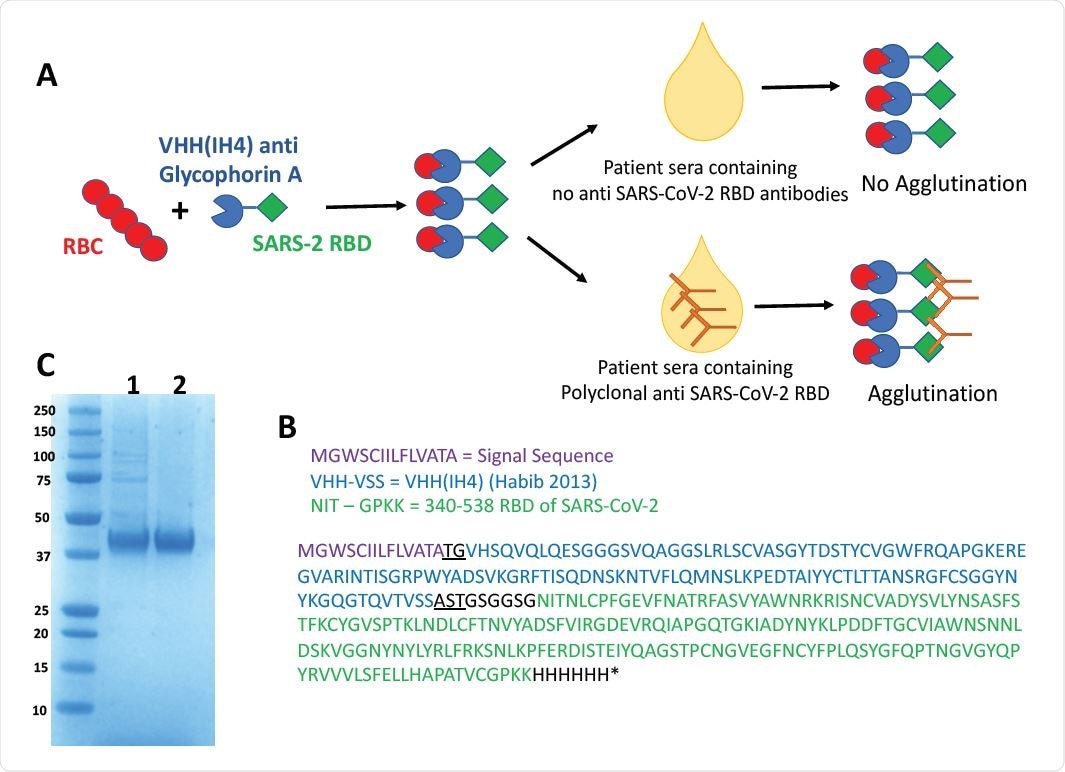 Haemagglutination Test (HAT) for detection of antibodies to SARS-CoV-2 Receptor Binding Domain. A) Concept of the HAT B) Sequence of VHH(IH4)-RBD fusion protein. Residues underlined are encoded by cloning sites AgeI (TG) and SalI (AST). The codon optimised cDNA sequence is shown in supplementary Information C) SDS-PAGE gel of purified VHH(IH4)-RBD proteins. Three micrograms of protein were run on 4-12% Bolt Bis-Tris under reducing conditions. 1: IH4-RBD produced in house in Expi293F cells, 2: IH4-RBD produced by Absolute Antibody, Oxford in HEK293 cells.