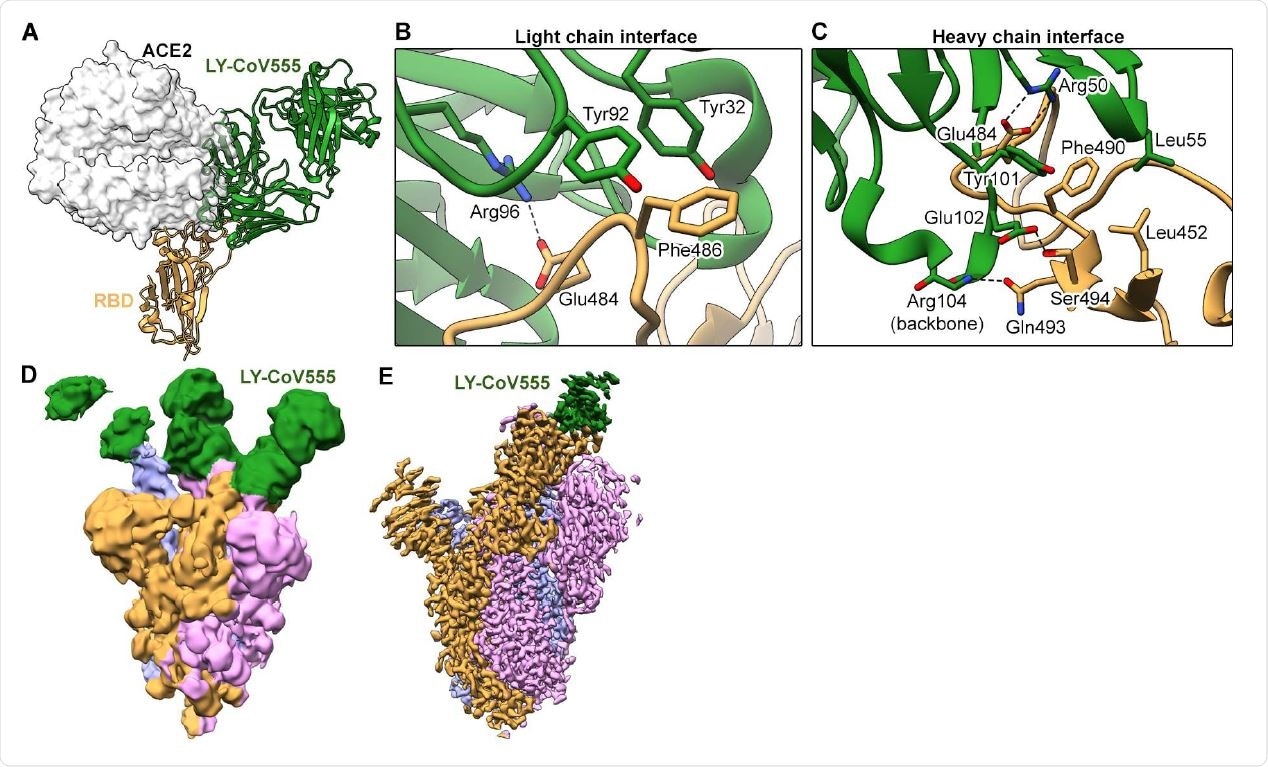 LY-CoV555 blocks ACE2 and binds to the spike protein RBD in the up and down conformations. (A) Crystal structure of the RBD-LY-CoV555 complex superimposed with the ACE2 receptor from a structure of the RBD-ACE2 complex (PDB ID: 6M0J) (26). Zoomed-in view of key atomic interactions at the interface of the LY-CoV555 light chain (B) and heavy chain (C) with the spike RBD. (D) Cryo-EM structure of the LY-CoV555-spike complex low-pass filtered to 8Å resolution and shown at low threshold in order to visualize all 3 Fabs (shown in green). (E) High-resolution cryo-EM map of the LY-CoV555-spike complex. Cryo-EM = cryo-electron microscopy; RBD = receptor-binding domain.