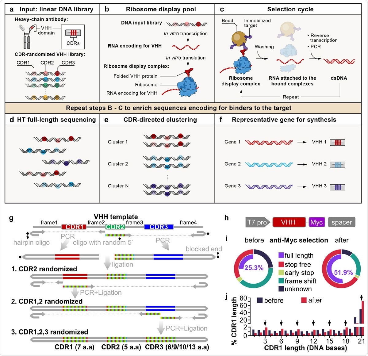 A cell-free antibody engineering platform for rapid isolation of antibodies from large synthetic libraries. (a) The workflow takes linear DNA library as input. (b) Ribosome display links genotype (RNAs transcribed from DNA input library that are stop codon free, and stall ribosome at the end of the transcript) and phenotype (folded VHH protein tethered to ribosomes due to the lack of stop codon in the RNA). (c) Selection cycle that enriches DNA encoding for VHHs that binds immobilized targets. (d) High throughput sequencing of full-length VHHs. (e) Sequences are grouped into clusters based on similarity of their CDRs, each cluster is distinct and represent a unique binding family. (f) The system outputs one representative sequence from each cluster to be synthesized and characterized for specific downstream applications. (g) Workflow for generating VHH library. VHH CDR randomization was introduced by PCR using a hairpin oligo (blocks DNA end from ligation) and an oligo with random 5’ sequence, followed by orientation-controlled ligation. Three successive PCR plus ligation cycles randomizes all three CDRs. (h) The final DNA library sequence structure. (i) One round of ribosome display and anti-Myc selection was performed after randomization of CDR1 and CDR2. The pie chart shows percentage of indicated sequence categories before and after anti-Myc selection. (j) Length distribution of DNA region encoding CDR1 of the VHH library before and after anti-Myc selection. Arrows indicate all correct-frame lengths showing increased percentage after anti-Myc selection.