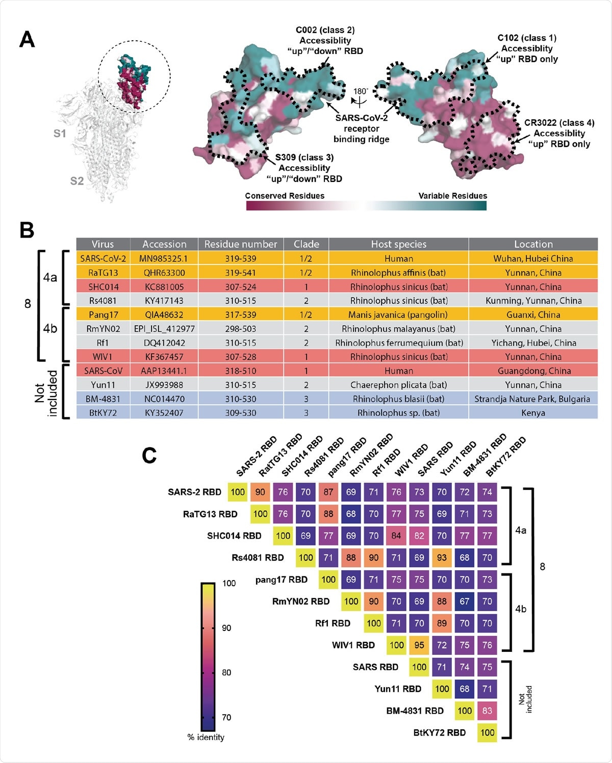 Properties of RBDs chosen for this study. (A) Left: Structure of SARS-CoV-2 S trimer (PDB 6VXX) with one RBD (dashed circle) in an “up” position. Middle and right: Sequence conservation of 12 RBDs calculated by the ConSurf Database (49) plotted on a surface representation of the RBD structure (PDB 7BZ5). (B) Summary of properties of the viral strains from which the 12 S protein RBDs were derived. (C) Heat map showing percent amino acid sequence identities between the 12 RBDs.
