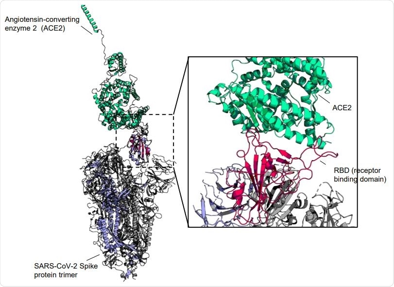 Co-structure of SARS-CoV-2 spike protein RBD with human ACE2. The SARS-CoV-2 spike protein trimer (Marine blue for chain with up-conformation RBD and grey with down-conformation RBD) (PDB code: 6VSB) is aligned to the complex of RBD (red) and human ACE2 (Light green) (PDB code: 6M0J) at the up-conformation RBD to display the binding interface.