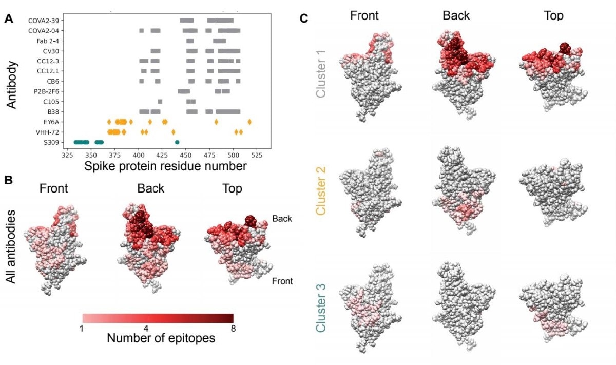 Epitopes for antibodies targeting the spike protein RBD overlap substantially. A. Contact residues for spike protein RBD antibody epitopes. Colors and symbols denote antibody clusters: grey squares: cluster 1, yellow diamonds: cluster 2, green circles: cluster 3. B. RBD structure with each residue colored by the number of antibody epitopes including it, compiled from PDB data. C. RBD structure, colored by the number of antibody epitopes that each residue is part of, by epitope cluster.