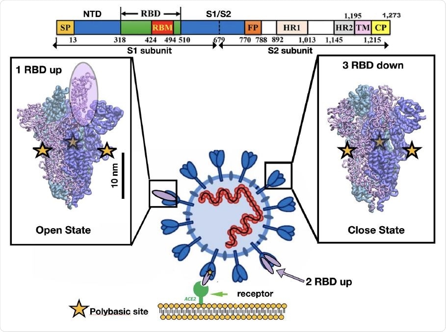 Representation of the different conformations of the RBD in the SARS-CoV-2 spike protein. Cell recognition is initiated by the RBD transition from down to up conformation and then the high affinity triggers binding between the RBD in t he up conformation and the ACE2 receptor shown in purple and green respectively. The sequence of one chain of the spike protein is shown on top as well as the residue numbers for several protein domains. The bar shows the typical length scale for the whole system. The fusion of the viral and cell membrane takes place by surface proteases that cleave each chain at the polybasic sites (yellow stars) located at the interface of S1/S2 subunits.