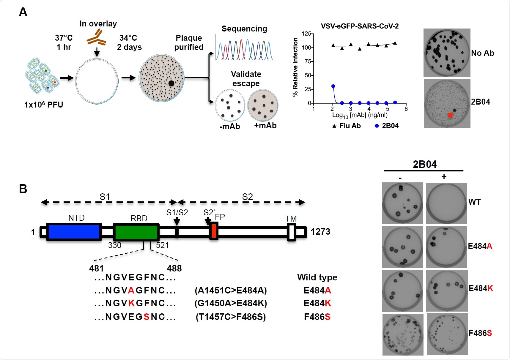 VSV-SARS-CoV-2 escape mutant isolation. (A) Outline of escape mutant selection experiment. 2B04 and a control anti-influenza mAb were tested for neutralizing activity against VSV-SARS-CoV-2. The concentration of 2B04 added in the overlay completely inhibited viral infection (middle panel). Data are representative of two independent experiments. Plaque assays were performed to isolate the VSV-SARS-CoV-2 escape mutant on Vero E6 TMPRSS2 cells (red arrow indicated). Plaque assays with 2B04 in the overlay (Bottom plaque in the right panel); plaque assays without Ab in the overlay (Top plaque in the right panel). Data are representative images of three independent experiments. (B) Schematic of S gene, which underwent Sanger sequencing to identify mutations (left panel). For validation, each VSV SARS-CoV-2 mutant was tested in plaque assays with or without 2BO4 in the overlay on Vero cells (right panel). Representative images of two independent experiments are shown.