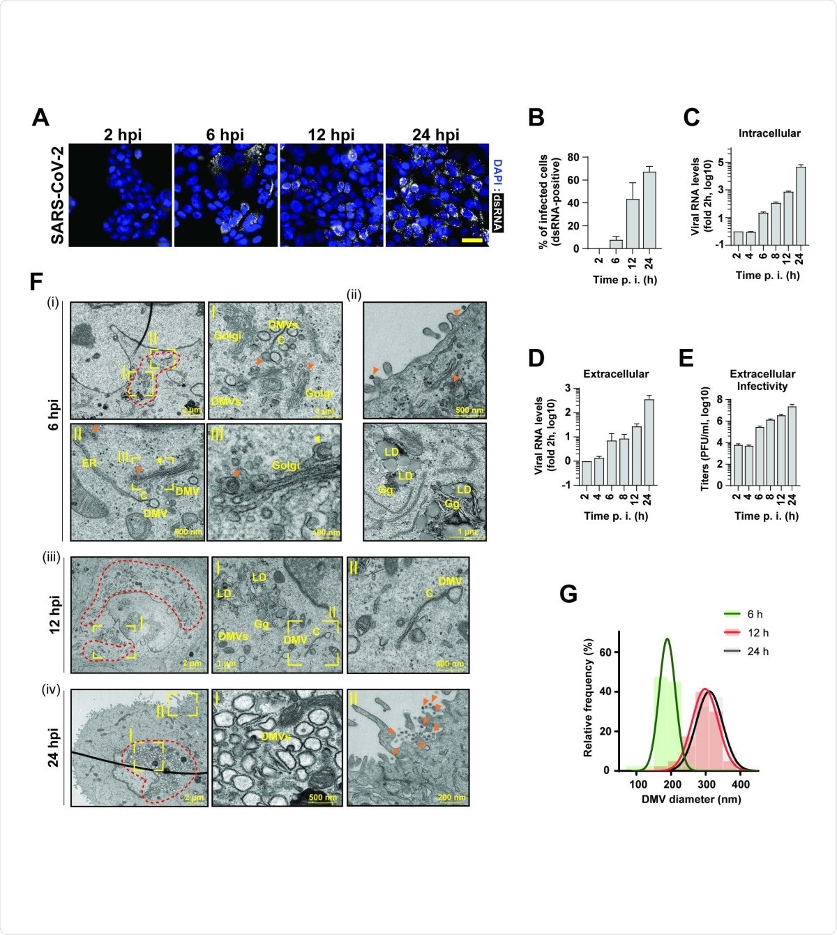 SARS-CoV2 infection kinetics in pulmonary epithelial cells. (A) Time course of SARS-CoV-2 replication in infected Calu-3 cells (MOI = 5) as detected by immunofluorescence using a dsRNA antibody (white). Nuclear DNA was stained with DAPI (blue). Scale bar: 40 µm. (B) Percentage of dsRNA positive cells quantified from panel (A). (C and D) Intra- and extracellular viral RNA levels measured by RT-qPCR. (E) Extracellular infectivity measured by plaque assay. Means and SDs of three independent experiments are shown in panels B-E. (F) Transmission electron microscopy images of 70-nm-thin sections of resin-embedded Calu-3 cells infected with SARS-CoV-2 (MOI = 5) and imaged at the indicated time points after infection. DMVs, double membrane vesicles; C, connectors; LD, lipid droplet; Gg, glycogen granules; orange arrow heads, completed virions; yellow arrowhead, budding virion. Areas in yellow rectangles are magnified in the corresponding panels marked with roman letters. Red dotted lines indicate regions with accumulations of DMVs. (G) Relative frequency distribution of DMV diameters determined at the different time points after infection. Gaussian fits are shown as overlay. N = 43, 40 and 48 DMVs for 6 h, 12 h and 48 h postinfection, respectively.