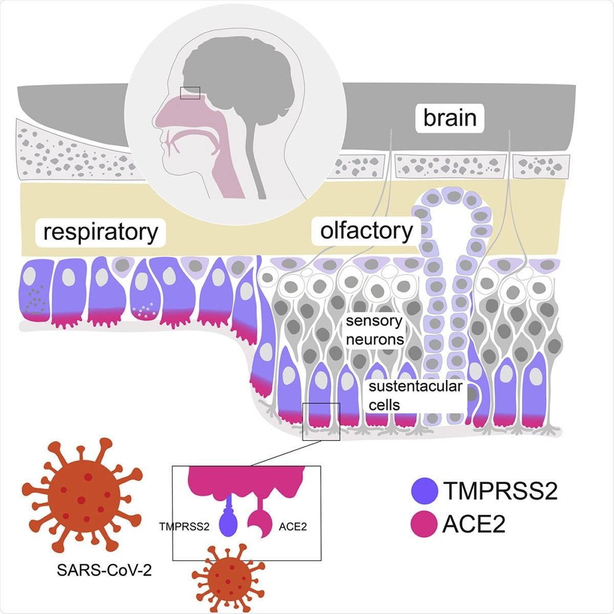 Study: SARS-CoV-2 receptors and entry genes are expressed in the human olfactory neuroepithelium and brain. Image Copyright © 2020 The Author(s).