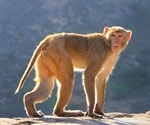 Researchers compare rhesus and cynomolgus macaques for SARS-CoV-2 vaccine trials