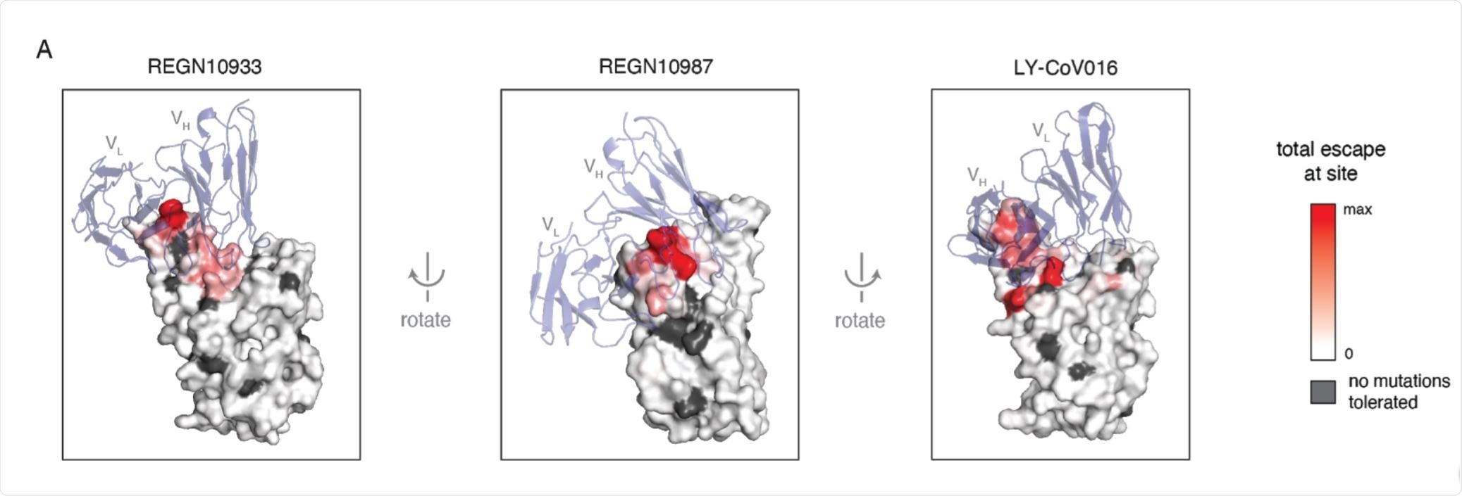 Structural context of escape mutations.