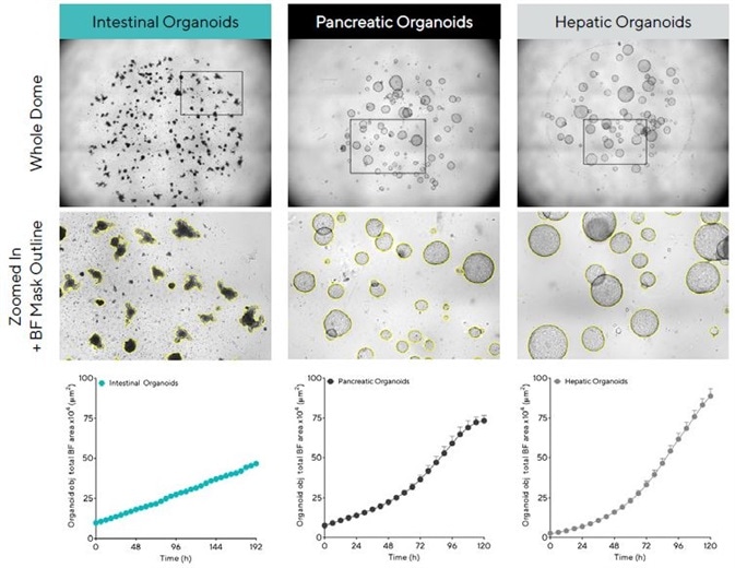 Acquisition and quantification of organoid growth in Matrigel® domes. Mouse intestinal (1:3 split, 50% Matrigel), pancreatic (1:5 split, 100% Matrigel®) and hepatic organoids (1:40 split, 100% Matrigel®) were embedded in Matrigel® domes in 24-well plates and imaged every 6 h in an Incucyte. Brightfield (BF) images of the entire Matrigel® dome (top) show organoid maturation 6 days post seeding. Note accurate segmentation (yellow outline mask) and distinct phenotypes of mature organoids (bottom). Time-course plots showing the individual well total BF area (μm2) over time (h) demonstrate cell type specific organoid growth. All images captured at 4X magnification. Each data point represents mean ± SEM, n = 4 wells.