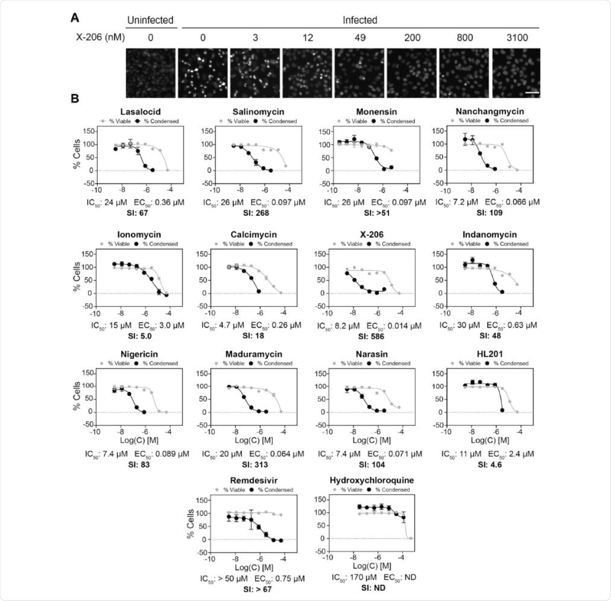 Screen of polyether ionophores for antiviral activity against SARS-CoV-2 infection in Vero E6-hTMPRSS2 cells. (A) Representative microscope images. White arrows show examples of viral-induced condensed cells. Scale bar =50 µm. (B) The relative number of viral-induced condensed cells (black lines) were counted and effects on cell viability of uninfected Vero E6-hTMPRSS2 cells were determined by CellTiter-Blue (grey lines). Data points are mean ±s.d (N =3). SI =selec-tivity index. E.B. Svenningsen et al.