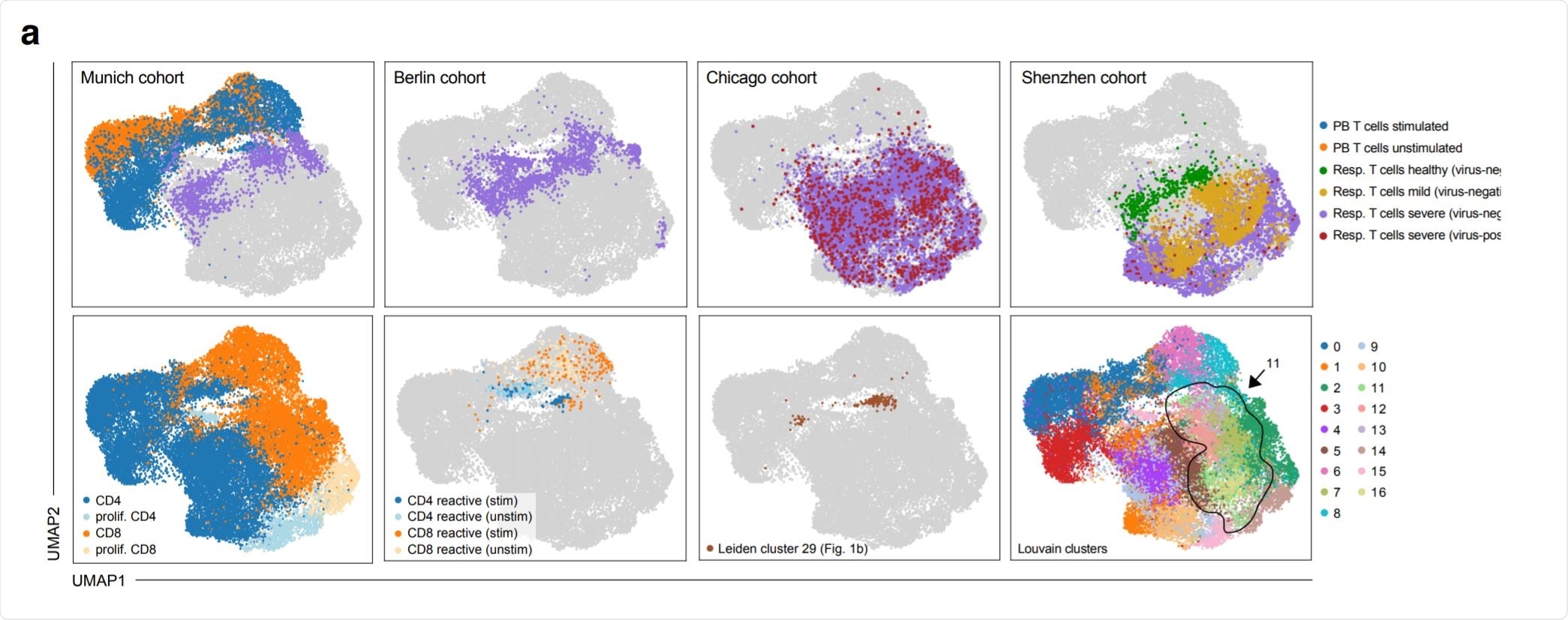 Phenotypic convergence of in vitro stimulated reactive T cells from peripheral blood and in vivo T cells from the respiratory tract of severely diseased patients