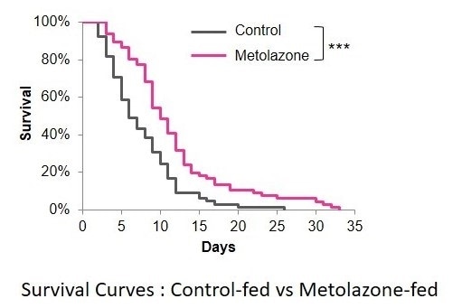 Anti-hypertension drug may be key to extending lifespan, shows study