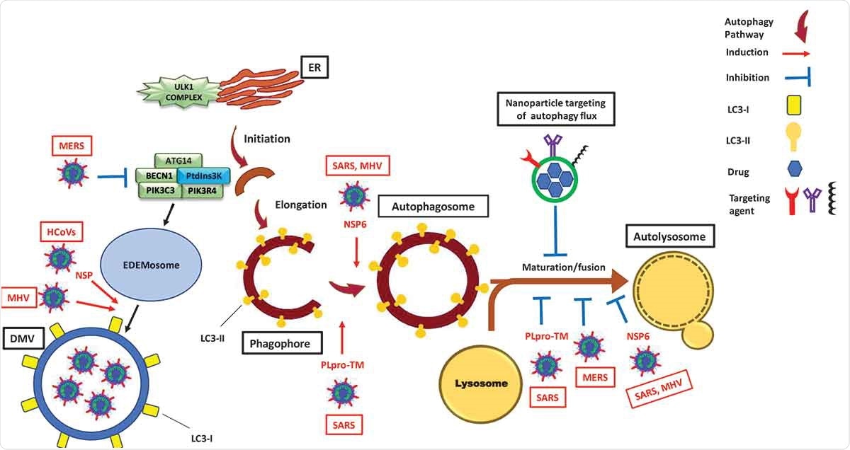 Modulation of the autophagy pathway by coronaviruses and proposal of novel smart drug-loaded nanoparticles to target this pathway to combat COVID-19. Schematic shows how coronaviruses interact with autophagy. The NSP6 protein of SARS and MHV induces the formation of autophagosomes but confines their expansion and blocks their maturation into autolysosomes. A similar effect is observed by PLpro-TM of SARS. Human CoVs (HCoVs) via their NSPs, and MHV induce the formation of LC3-I-coated DMVs needed for viral RNA transcription and replication. MERS decreases the level of BECN1 (beclin 1) and blocks fusion of autophagosomes with lysosomes. Chloroquine/hydroxychloroquine, emtricitabine/tenofovir, interferon alfa-2b, lopinavir/ritonavir and ruxolitinib, which are all under clinical trial for treatment of SARS-CoV-2, induce autophagosome accumulation by blocking their maturation into autolysosomes. Thus, designing nanoparticles for the targeted delivery of these drug to avoid their off-target effects will provide safe and effective powerful tools to combat COVID-19. ATG14: autophagy related 14; DMV: double-membrane vesicles; EDEMosome: LC3-I-positive endoplasmic reticulum-derived vesicles exporting short-lived ERAD regulators; ER: endoplasmic reticulum; LC3-I: processed MAP1LC3; LC3-II: lipidated MAP1LC3; MERS: Middle East respiratory syndrome; MHV: murine gammaherpes virus; NSP6: non-structural protein 6; PIK3C3/VPS34: phosphatidylinositol 3-kinase catalytic subunit type 3; PIK3R4/VPS15: phosphoinositide-3-kinase regulatory subunit 4; PtdIns3 K: class III phosphatidylinositol 3-kinase; PLpro-TM: membrane-anchored papain-like protease; SARS: severe acute respiratory syndrome; ULK1 complex: unc-51 like autophagy activating kinase 1.