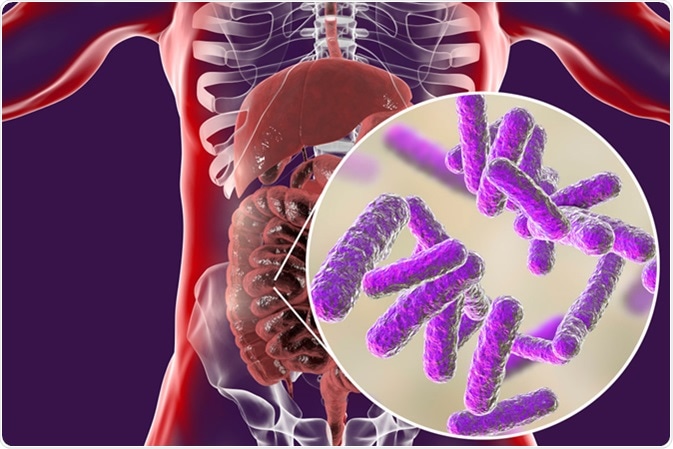 Intestinal microbiome, anatomy of human digestive system, 3D illustration. Image Credit: Kateryna Kon / Shutterstock