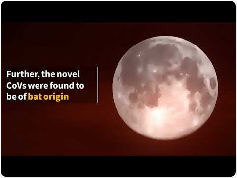 Study identifies new CoV responsible for the Wuhan outbreak