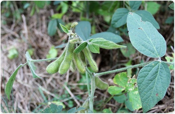 New methods to decipher how natural substances affect the body’s hormone balance