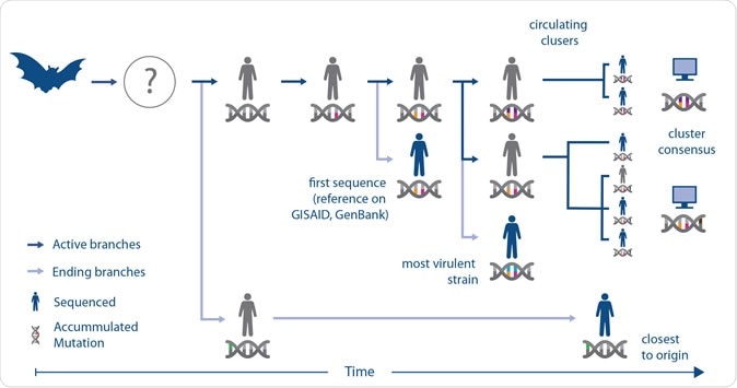 Understanding genome sequences helps researchers choose the right strain of the virus for vaccine and diagnostic efforts.