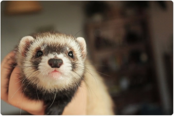 Domestic ferret. Image Credit: Bea K / Shutterstock