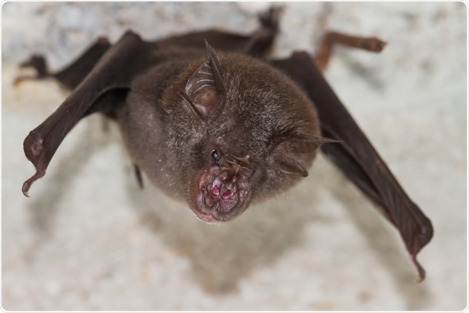 Least Horseshoe Bat (Rhinolophus pusillus). Image Credit: Binturong-tonoscarpe / Shutterstock
