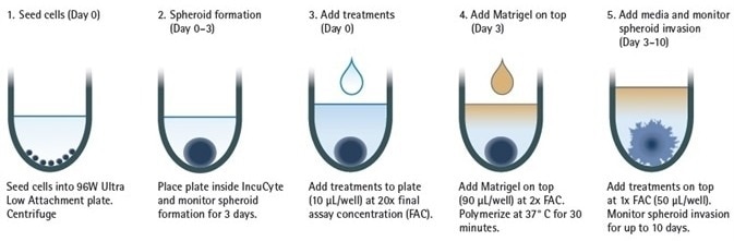 3D Tumor Spheroid Invasion Monitoring with Live-Cell Analysis