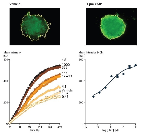 Effect of camptothecin (CMP) on A549 cells reported by Annexin V Green reagents in a 3D spheroid assay. A549 cells were seeded at a density of 2,500 cells/well in ULA round bottom plates and spheroids were formed for 96 h. Spheroids were treated with CMP (0.5 nM - 1 µM) or vehicle (0.1% DMSO), and apoptosis was reported using Annexin V Green.