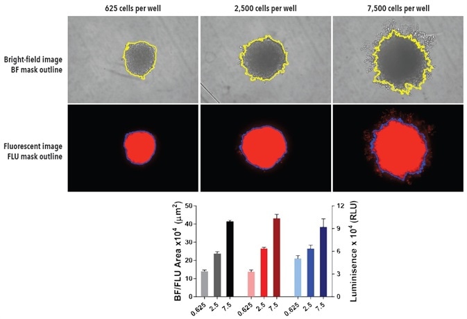 Fluorescent and [ATP] readouts support BF segmentation. Seeding density dependent spheroid growth of A549 NucLight Red cells. A549 NucLight cells were plated at a density of 625, 2,500 or 7,500 cells per well in ULA round-bottom 96- well plates. Spheroids were allowed to form followed by media replenishment 72-hours post seeding. BF and FLU images show segmentation mask of representative wells at 120-hours post-media replenishment. The bar graph demonstrates the correlation of the Largest BF and fluorescence Object area (µm2) as well as the [ATP] (Relative luminescent units, RLU) end-point analysis with increasing cell seeding density at 180-hurs. Data were collected over a 180-hour period at 6-hour intervals. All images captured at 10x magnification. Each data point represents mean ± SEM,