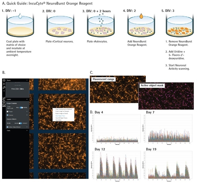 IncuCyte S3 for Neuroscience and Neuronal Activity Application. Quick guide workflow of NeuroBurst Orange infection protocol (A). The Neuronal Activity user interface is capable of displaying object traces, viewing movies, and longitudinal data of neuronal activity from each well (B). Fluorescent range image and automated segmentation mask of each active object represents a snapshot of activity over the complete scan (C). An example of iCell GlutaNeuron calcium traces from each 3 min scan indicate changing neuronal activity (fluorescence intensity) over 17 days in culture (D).