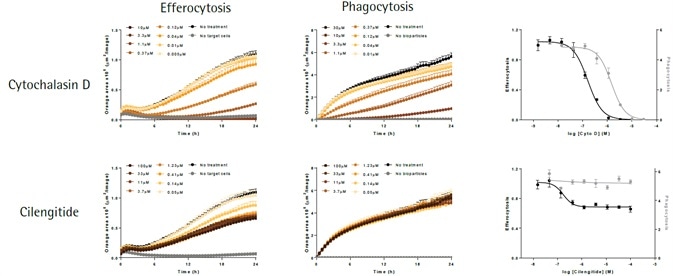 Kinetic Analysis of Microglial Function and Morphology
